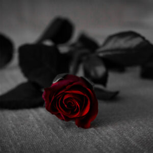 Black rose candle fragrance