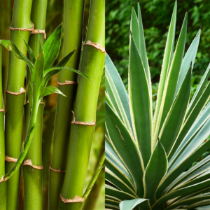 Bamboo Agave Ultra - Candle Fragrance Oil